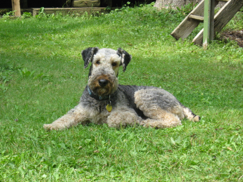 Airedale terrier lying on the grass